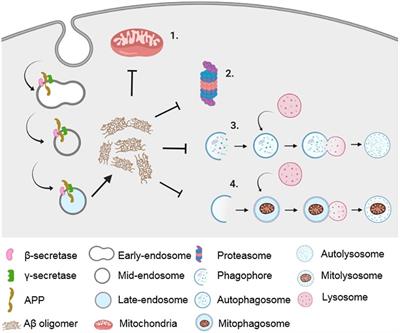 Dysfunctional Mitochondria and Mitophagy as Drivers of Alzheimer’s Disease Pathogenesis